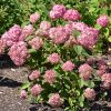 Invincibelle Ruby Smooth Hydrangea - Image 2
